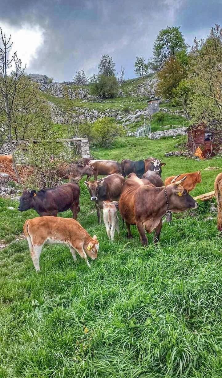 Konak Umoljani Umoljani